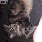 Foto del gato perdido en Lewarde