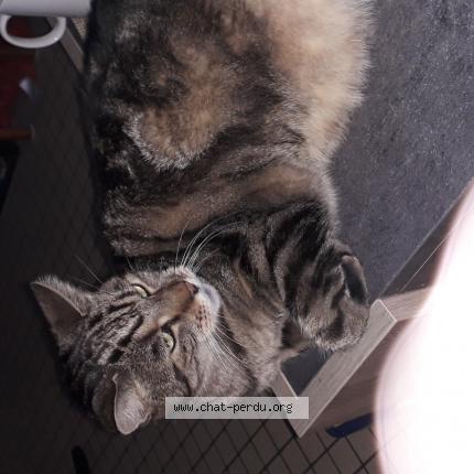 Foto 1/1 Mon Gros pepere Chat perdido en Lewarde