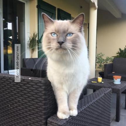 Foto 1/2 Bounty Chat perdido en Came