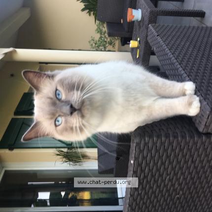 Foto 2/2 Bounty Chat perdido en Came