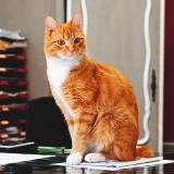 Foto del gato perdido en Nantes