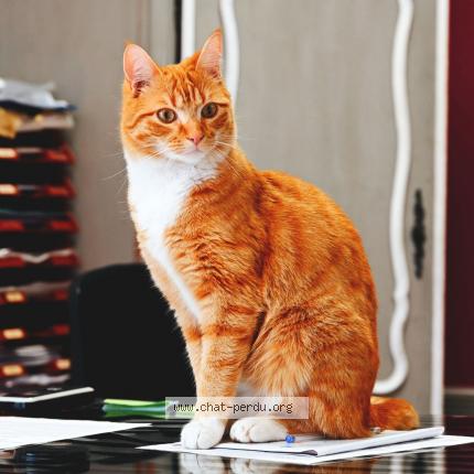 Foto 1/1 Yoda Chat perdido en Nantes