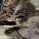 Foto del gato perdido en Bangalore