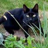 Foto del gato perdido en Frepillon