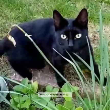 Foto 1/1 Michka Chat perdido en Frepillon