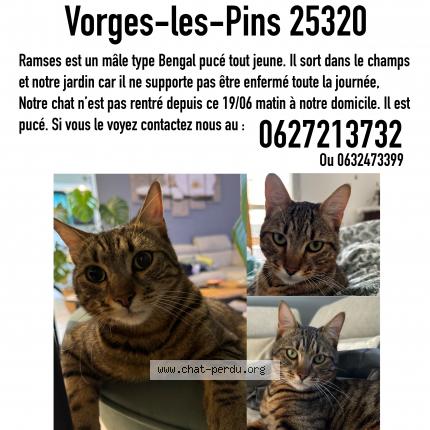 Foto 1/1 Ramses Chat perdido en Vorges les pins