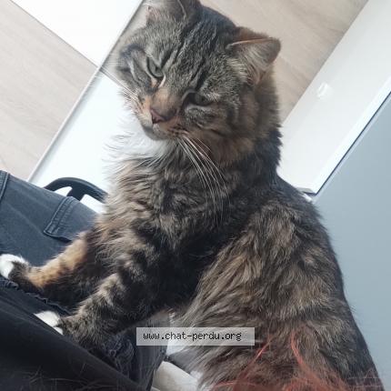 Foto 1/1 Gaïa Chat perdido en Osny