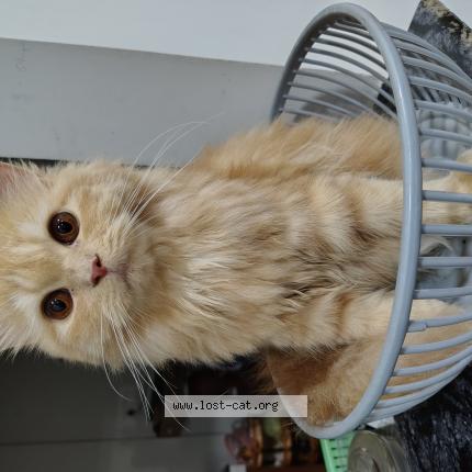 Foto 1/1 Goldie Chat perdido en Ernakulam