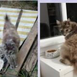 Foto del gato perdido en Sauveterre Du Gard