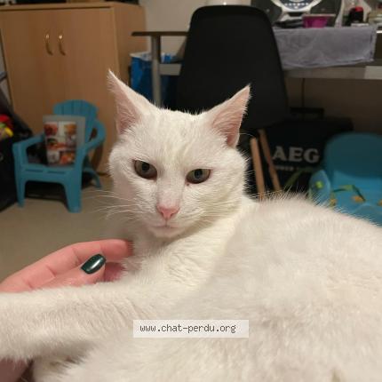 Foto 1/1 Blanca Chat perdido en Cherbourg