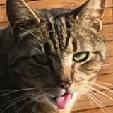 Foto del gato perdido en Rieux