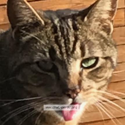 Foto 1/1 SULTAN Chat perdido en Rieux