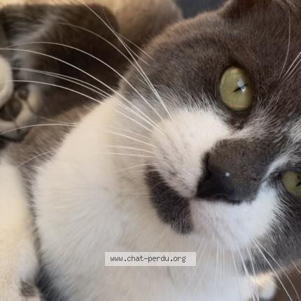 Foto 1/1 la bête Chat perdido en Bredene