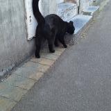 Foto de gato encontrado en Marcq En Baroeul