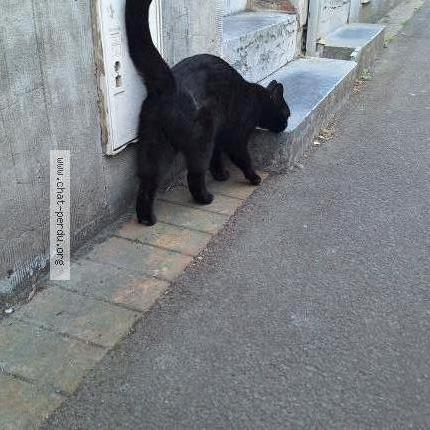 Foto 1/3 Gato encontrado Encontrado en Marcq en baroeul