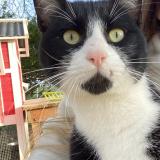 Foto del gato perdido en Salies De Bearn