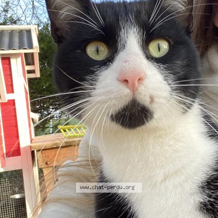 Foto 1/1 Minou Chat perdido en Salies de bearn