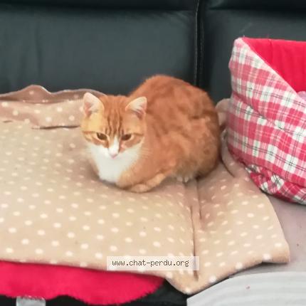 Foto 1/1 Bonhomme Chat perdido en Rouen