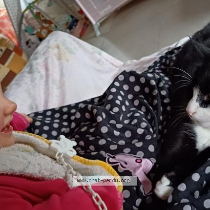 Foto 1/1 Rune Chat perdido en Cressanges