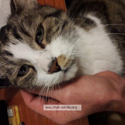 Foto 1/1 Filou Chat perdido en Toulouse