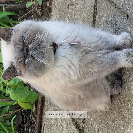 Foto 1/1 Litchie Chat perdido en Longueuil