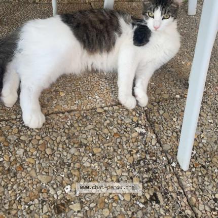 Foto 1/1 Fuji Chat perdido en Ferriere