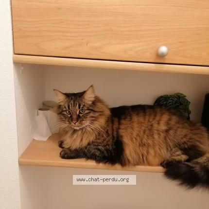 Foto 1/1 Charon Chat perdido en Ploemel