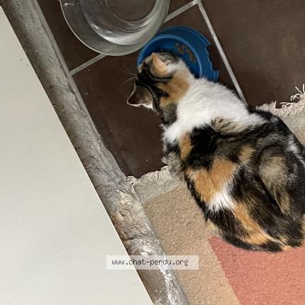 Foto 1/1 Minette Chat perdido en Le kremlin bicetre