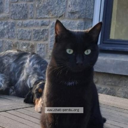 Foto 1/2 Vaina Chat perdido en Pledran