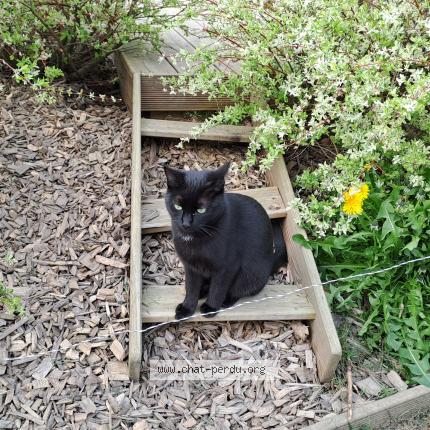 Foto 2/2 Vaina Chat perdido en Pledran