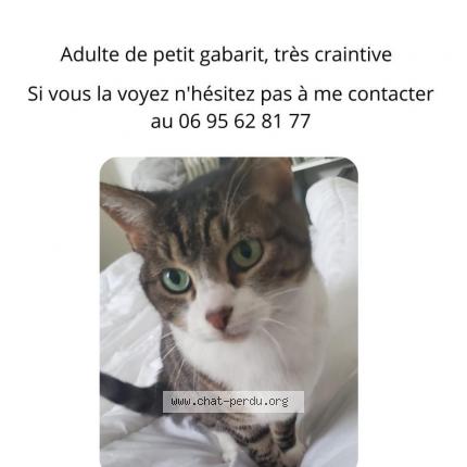 Foto 1/1 Bulma Chat perdido en Jassans riottier