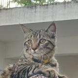 Foto del gato perdido en Bangalore