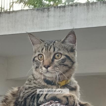 Foto 1/1 Bonsai Chat perdido en Bangalore