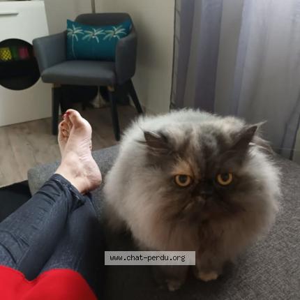 Foto 1/1 Lily Chat perdido en Sautron