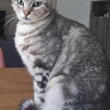 Foto del gato perdido en La Salvetat Saint Gilles