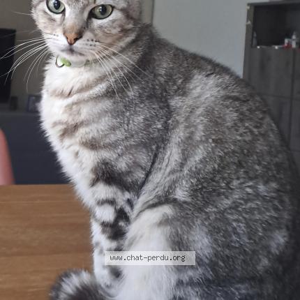 Foto 1/1 MAKI Chat perdido en La salvetat saint gilles