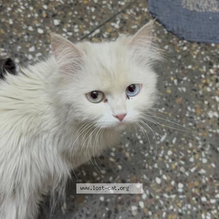 Foto 1/1 Cutie Chat perdido en Guna
