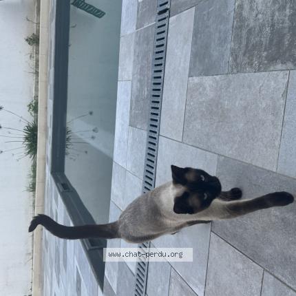 Foto 1/1 kiko Chat perdido en Lyon