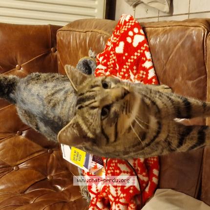 Foto 1/1 Choochoo Chat perdido en Bollendorf pont