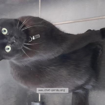 Foto 1/1 Auguste Chat perdido en Le barcares