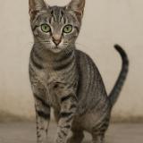 Foto del gato perdido en Corbas