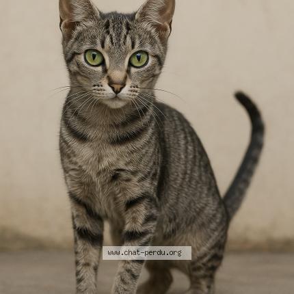 Foto 1/1 SAMBA Chat perdido en Corbas