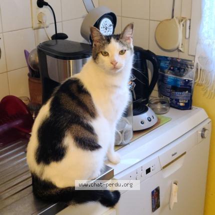 Foto 1/1 Neron Chat perdido en Saint goazec