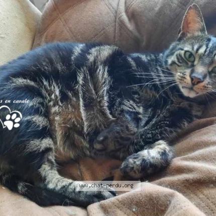 Foto 1/1 Végéta Chat perdido en Cran gevrier