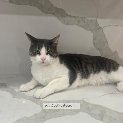 Foto 1/1 Murjan Chat perdido en Mississauga