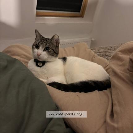 Foto 1/1 Bruno Chat perdido en Coudekerque branche