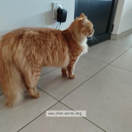 Foto 1/1 Jerry Chat perdido en Mours saint eusebe