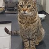 Foto del gato perdido en Saint Aignan Grand Lieu