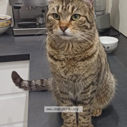 Foto 1/1 Filette Chat perdido en Saint aignan grand lieu