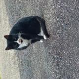 Foto del gato perdido en Rochechouart